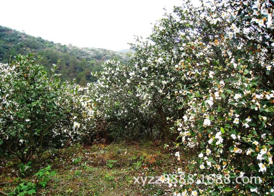 【低价出售10年---40年生油茶树】价格,厂家,图片,林业产品,肖福喜-