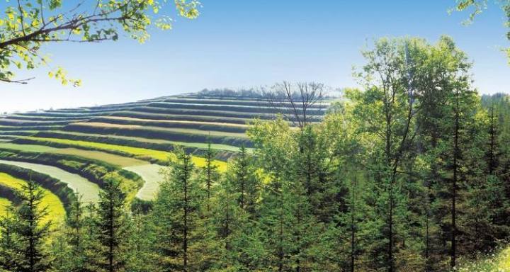 “五年发展点滴印记” | 五年来广河县北山绿化深入推进