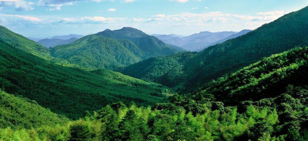 中国生物多样性保护 - 福建林业篇_红树林