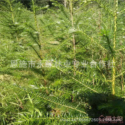 【永绿073批发供应园艺盆栽杉木苗高品质杉木苗根系发达】恩施市永绿林业专业合作社 - 产品库